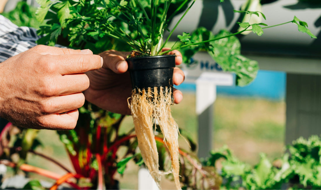 Important Summer Tip! Don't go blaming your Nutrients in the summer!