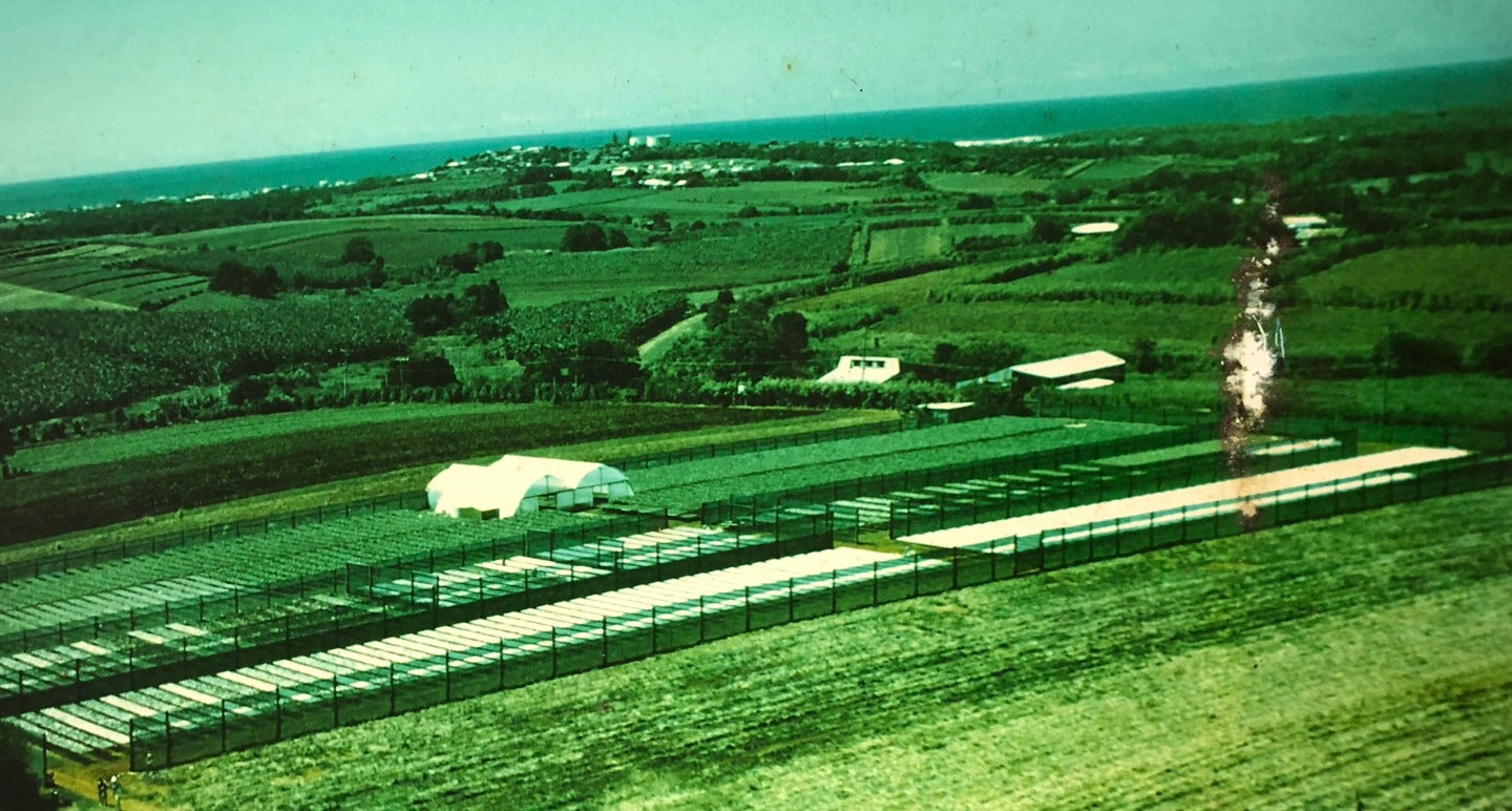 Aerial view of agricultural fields with greenhouses and a body of water in the distance.